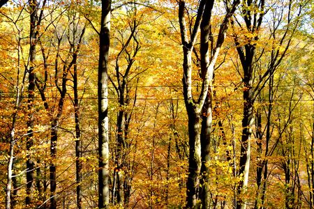 Typical landscape in the forests of Transylvania, Romania. Green landscape in the midsummer, in a sunny dayの写真素材