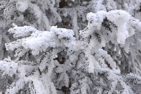 Typical winter landscape in the forests of Transylvania, Romania. Green landscape in the winter, in a sunny dayの写真素材