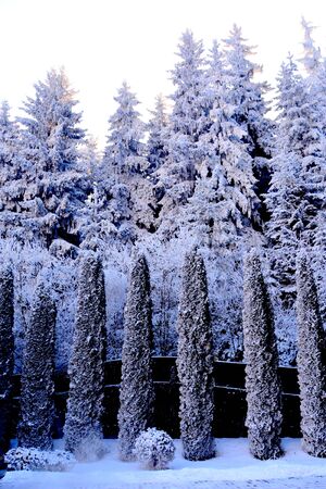 Typical winter landscape in the forests of Transylvania, Romania. Green landscape in the winter, in a sunny dayの写真素材