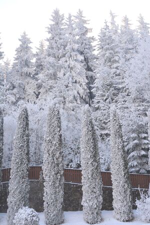 Typical winter landscape in the forests of Transylvania, Romania. Green landscape in the winter, in a sunny dayの写真素材