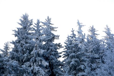 Typical winter landscape in the forests of Transylvania, Romania. Green landscape in the winter, in a sunny dayの写真素材