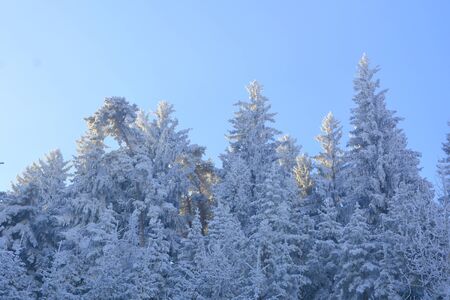Typical winter landscape in the forests of Transylvania, Romania. Green landscape in the winter, in a sunny dayの写真素材