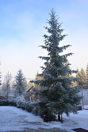 Typical winter landscape in the forests of Transylvania, Romania. Green landscape in the winter, in a sunny dayの写真素材