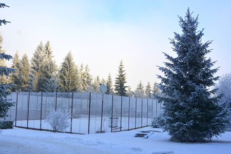 Typical winter landscape in the forests of Transylvania, Romania. Green landscape in the winter, in a sunny dayの写真素材