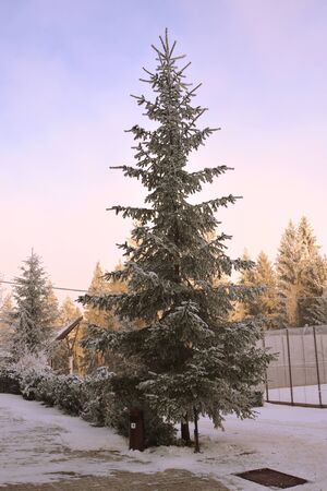 Typical winter landscape in the forests of Transylvania, Romania. Green landscape in the winter, in a sunny dayの写真素材