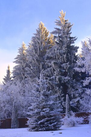 Typical winter landscape in the forests of Transylvania, Romania. Green landscape in the winter, in a sunny dayの写真素材