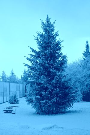 Typical winter landscape in the forests of Transylvania, Romania. Green landscape in the winter, in a sunny dayの写真素材
