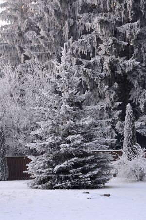 Typical winter landscape in the forests of Transylvania, Romania. Green landscape in the winter, in a sunny dayの写真素材