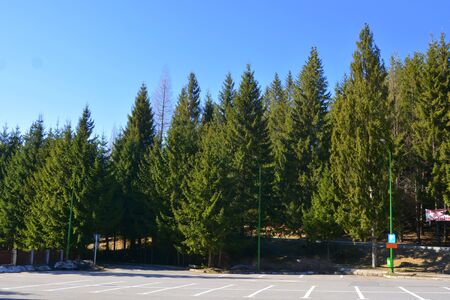 Typical landscape in the forests of Transylvania, Romania. Green landscape in the winter, in a sunny dayの写真素材