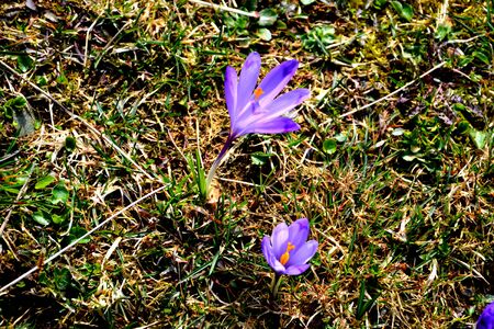 Crocus. Piatra Craiului in Carpathian Mountains, Transylvania. Typical landscape in the forests of  Romania. Green landscape in spring, in a sunny dayの写真素材