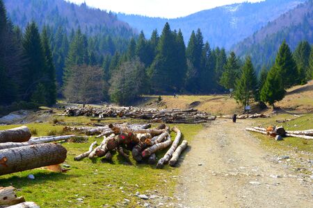 Piatra Craiului in Carpathian Mountains, Transylvania. Typical landscape in the forests of  Romania. Green landscape in spring, in a sunny dayの写真素材