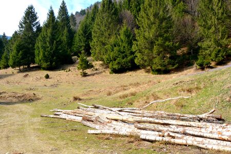 Piatra Craiului in Carpathian Mountains, Transylvania. Typical landscape in the forests of  Romania. Green landscape in spring, in a sunny dayの写真素材