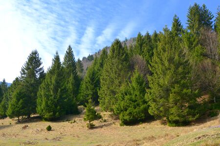 Piatra Craiului in Carpathian Mountains, Transylvania. Typical landscape in the forests of  Romania. Green landscape in spring, in a sunny dayの写真素材