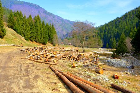 Piatra Craiului in Carpathian Mountains, Transylvania. Typical landscape in the forests of  Romania. Green landscape in spring, in a sunny dayの写真素材