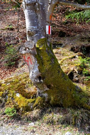Tree. Piatra Craiului in Carpathian Mountains, Transylvania. Typical landscape in the forests of  Romania. Green landscape in spring, in a sunny dayの写真素材