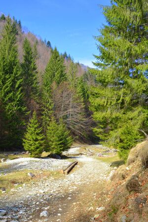 Piatra Craiului in Carpathian Mountains, Transylvania. Typical landscape in the forests of  Romania. Green landscape in spring, in a sunny dayの写真素材