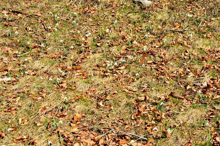 Piatra Craiului in Carpathian Mountains, Transylvania. Typical landscape in the forests of  Romania. Green landscape in spring, in a sunny dayの写真素材