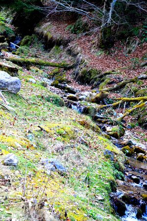Piatra Craiului in Carpathian Mountains, Transylvania. Typical landscape in the forests of  Romania. Green landscape in spring, in a sunny dayの写真素材