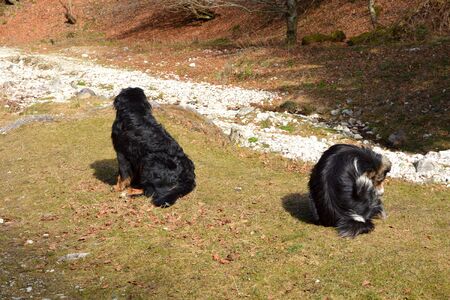 Two dogs in Piatra Craiului in Carpathian Mountains, Transylvania. Typical landscape in the forests of  Romania. Green landscape in spring, in a sunny dayの写真素材