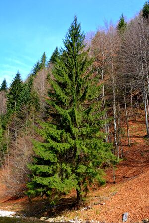 Piatra Craiului in Carpathian Mountains, Transylvania. Typical landscape in the forests of  Romania. Green landscape in spring, in a sunny dayの写真素材