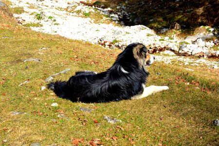 Dog in Piatra Craiului in Carpathian Mountains, Transylvania. Typical landscape in the forests of  Romania. Green landscape in spring, in a sunny dayの写真素材