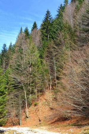 Piatra Craiului in Carpathian Mountains, Transylvania. Typical landscape in the forests of  Romania. Green landscape in spring, in a sunny dayの写真素材