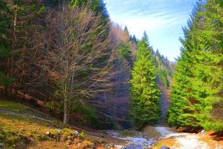 Piatra Craiului in Carpathian Mountains, Transylvania. Typical landscape in the forests of  Romania. Green landscape in spring, in a sunny dayの写真素材