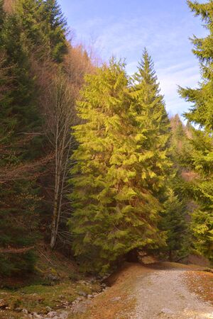 Piatra Craiului in Carpathian Mountains, Transylvania. Typical landscape in the forests of  Romania. Green landscape in spring, in a sunny dayの写真素材