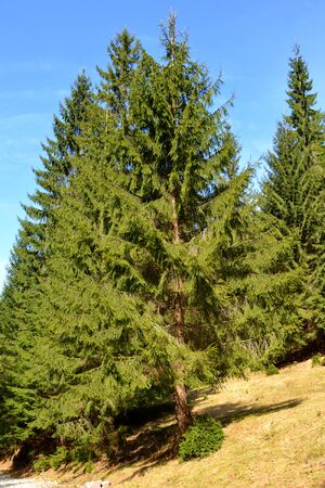 Piatra Craiului in Carpathian Mountains, Transylvania. Typical landscape in the forests of  Romania. Green landscape in spring, in a sunny dayの写真素材