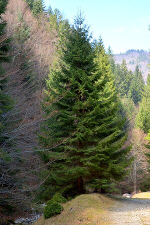Piatra Craiului in Carpathian Mountains, Transylvania. Typical landscape in the forests of  Romania. Green landscape in spring, in a sunny dayの写真素材