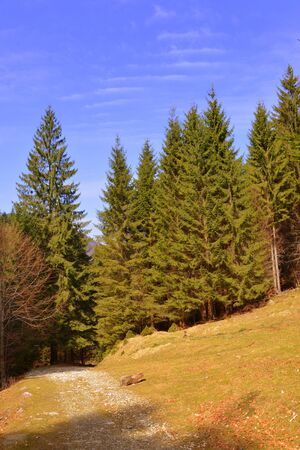 Piatra Craiului in Carpathian Mountains, Transylvania. Typical landscape in the forests of  Romania. Green landscape in spring, in a sunny dayの写真素材