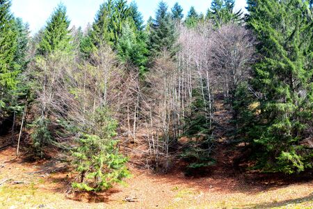 Piatra Craiului in Carpathian Mountains, Transylvania. Typical landscape in the forests of  Romania. Green landscape in spring, in a sunny dayの写真素材
