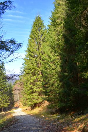 Piatra Craiului in Carpathian Mountains, Transylvania. Typical landscape in the forests of  Romania. Green landscape in spring, in a sunny dayの写真素材