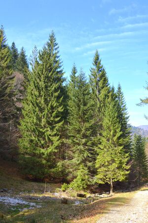 Piatra Craiului in Carpathian Mountains, Transylvania. Typical landscape in the forests of  Romania. Green landscape in spring, in a sunny dayの写真素材