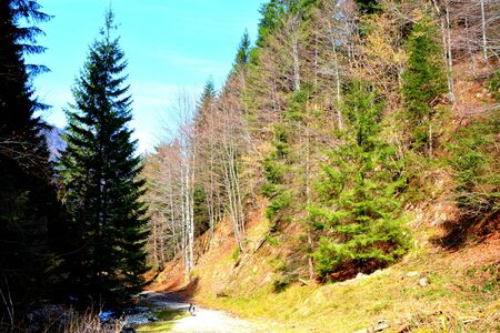 Piatra Craiului in Carpathian Mountains, Transylvania. Typical landscape in the forests of  Romania. Green landscape in spring, in a sunny dayの写真素材