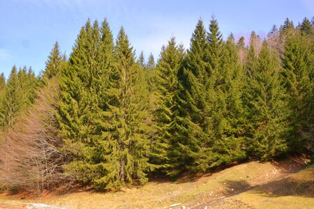 Piatra Craiului in Carpathian Mountains, Transylvania. Typical landscape in the forests of  Romania. Green landscape in spring, in a sunny dayの写真素材