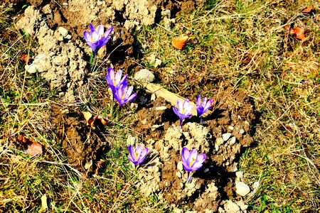 Piatra Craiului in Carpathian Mountains, Transylvania. Typical landscape in the forests of  Romania. Green landscape in spring, in a sunny dayの写真素材