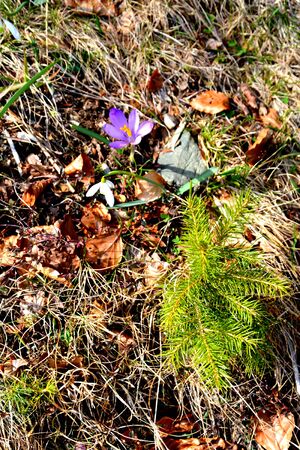 Crocus. Piatra Craiului in Carpathian Mountains, Transylvania. Typical landscape in the forests of  Romania. Green landscape in spring, in a sunny dayの写真素材