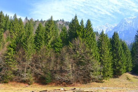 Piatra Craiului in Carpathian Mountains, Transylvania. Typical landscape in the forests of  Romania. Green landscape in spring, in a sunny dayの写真素材