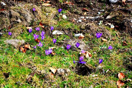Crocus. Piatra Craiului in Carpathian Mountains, Transylvania. Typical landscape in the forests of  Romania. Green landscape in spring, in a sunny dayの写真素材
