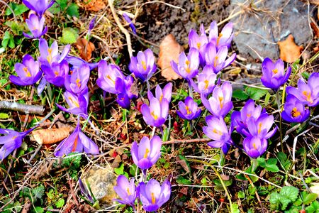 Crocus. Piatra Craiului in Carpathian Mountains, Transylvania. Typical landscape in the forests of  Romania. Green landscape in spring, in a sunny dayの写真素材