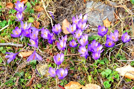 Crocus. Piatra Craiului in Carpathian Mountains, Transylvania. Typical landscape in the forests of  Romania. Green landscape in spring, in a sunny dayの写真素材
