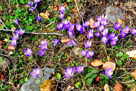 Crocus. Piatra Craiului in Carpathian Mountains, Transylvania. Typical landscape in the forests of  Romania. Green landscape in spring, in a sunny dayの写真素材