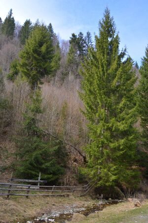 Piatra Craiului in Carpathian Mountains, Transylvania. Typical landscape in the forests of  Romania. Green landscape in spring, in a sunny dayの写真素材