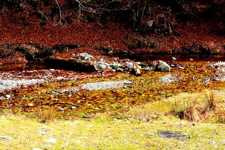 River in Piatra Craiului in Carpathian Mountains, Transylvania. Typical landscape in the forests of  Romania. Green landscape in spring, in a sunny dayの写真素材