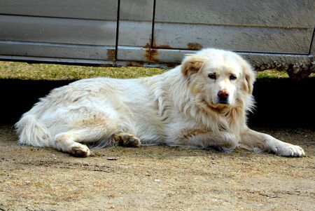 Dog in Piatra Craiului in Carpathian Mountains, Transylvania. Typical landscape in the forests of  Romania. Green landscape in spring, in a sunny dayの写真素材