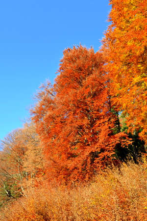 Autumn trees in the forest on a sunny day. Landscape.の写真素材