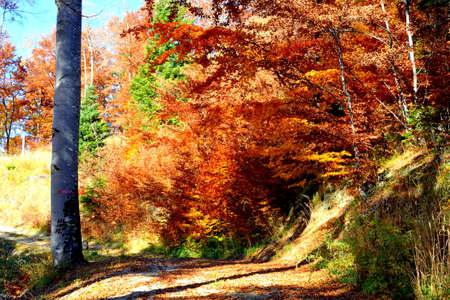autumn forest in the mountains in the fall season, nature seriesの写真素材