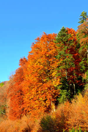 Autumn in the forests of Vitosha Mountain, Sofia City Region, Bulgariaの写真素材