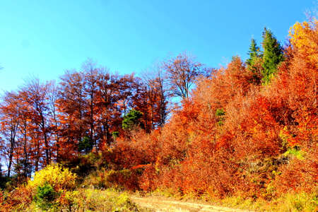 Colorful autumn forest on a sunny day in the Pyreneesの写真素材